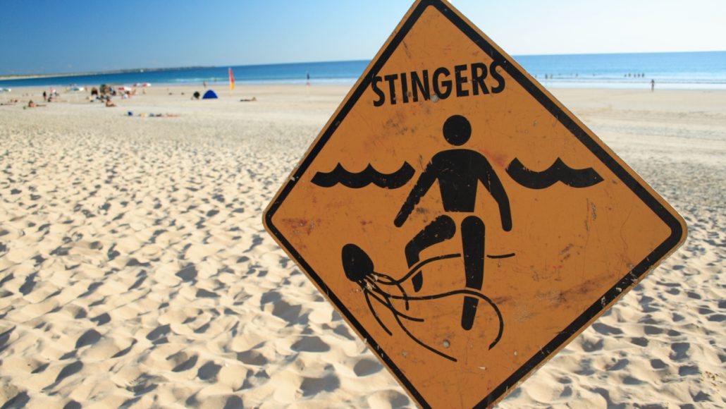 jellyfish-sting-symptoms-treatments-and-more-kirk-pharmacy-cayman